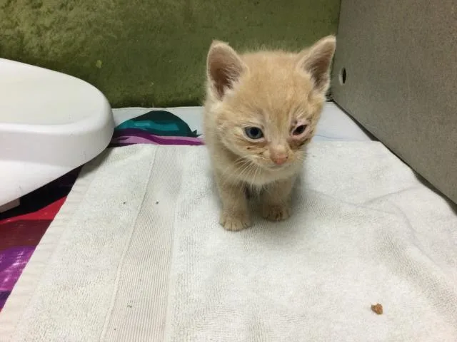 A baby small-sized male Domestic Short Hair cat named Cotton for adoption in Riverside, CA