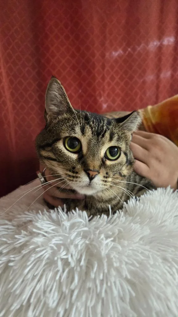 An adult small-sized female Domestic Short Hair cat named Miso for adoption in Ballwin, MO