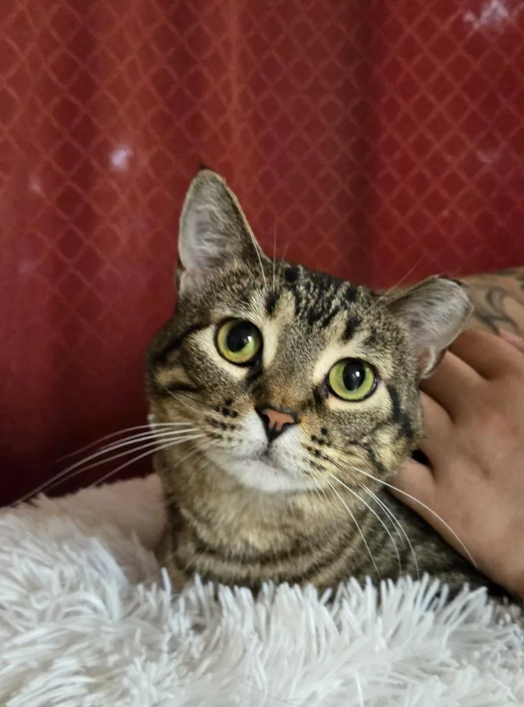 Miso thumbnail 2