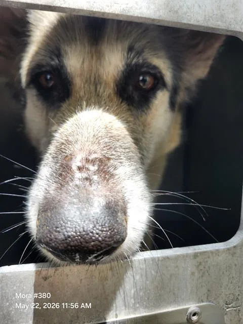 A young large-sized female Husky dog named Maggie for adoption in San Antonio, TX