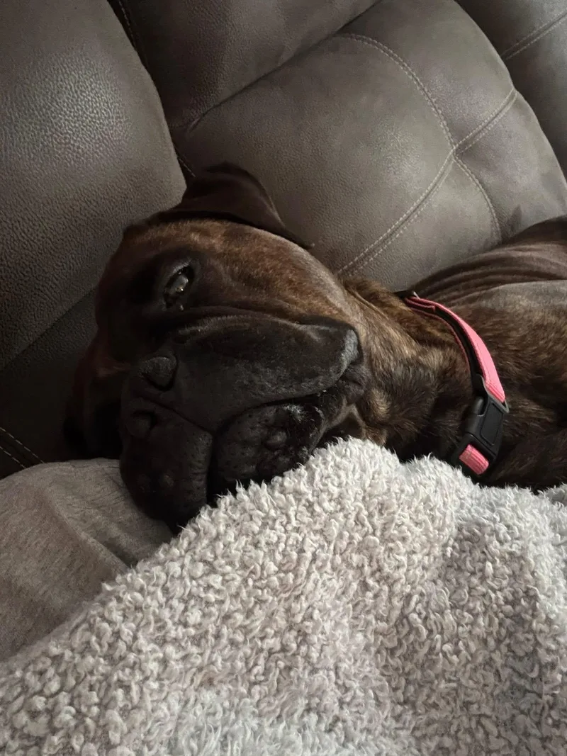 A young large-sized female Brindle Bullmastiff dog named Sienna Grace for adoption in Pottersville, NJ