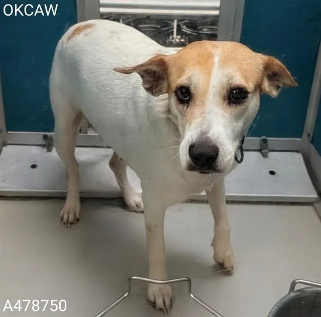 An adult medium-sized female Beagle dog named Paula for adoption in Oklahoma City, OK