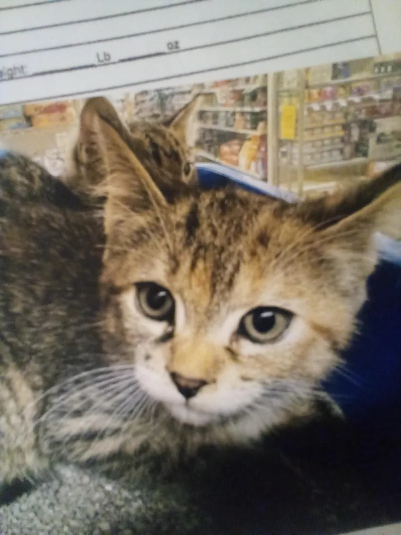 A young medium-sized female Torbie Domestic Short Hair cat named Martha for adoption in Williamsburg, VA