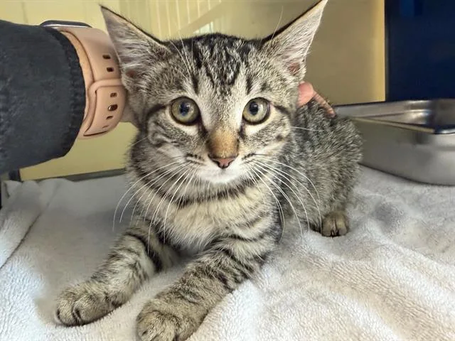 A baby small-sized female Domestic Short Hair cat named Mousy for adoption in Santa Rosa, CA