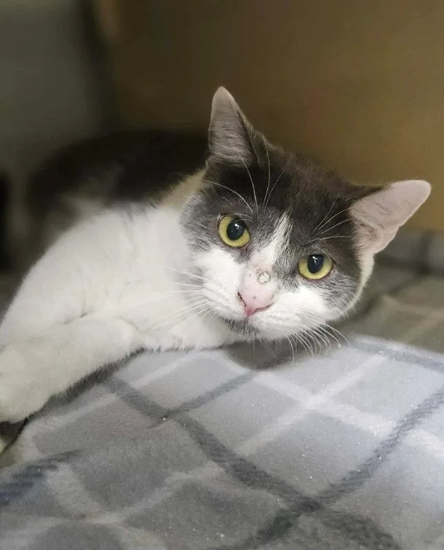 A young medium-sized female Gray & White Domestic Short Hair cat named Nellie AND Little Oscar for adoption in Gonic, NH