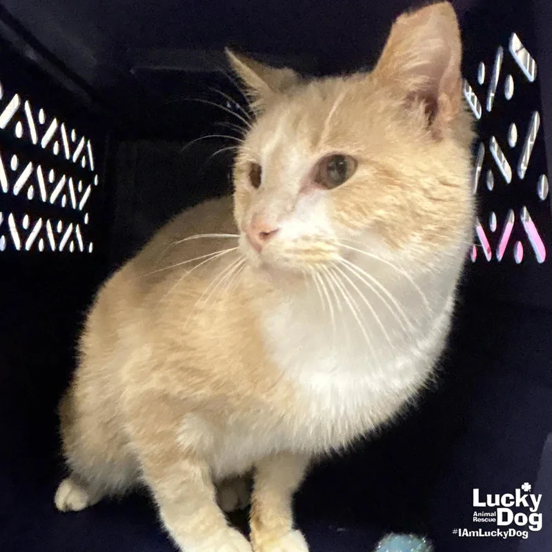 Cheeseburger thumbnail 2