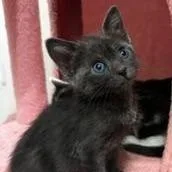 A baby medium-sized female Gray / Blue / Silver Domestic Short Hair cat named Talia for adoption in Conroe, TX