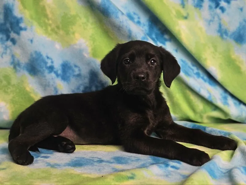 A baby large-sized female Black Rottweiler dog named Grits for adoption in East Sparta, OH