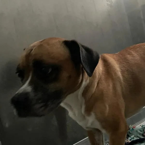 An adult medium-sized male Boxer dog named Squid for adoption in Des Moines, IA