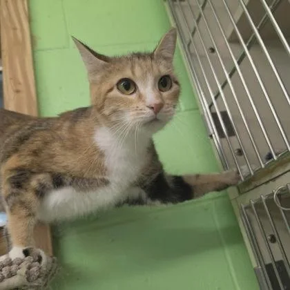An adult large-sized female Domestic Short Hair cat named Peach for adoption in Scottsbluff, NE