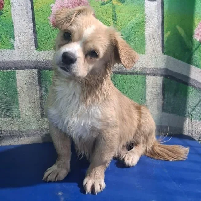 A baby small-sized male Apricot / Beige Tibetan Spaniel dog named Mr. Cutie Pie Toby for adoption in Ridgefield, WA