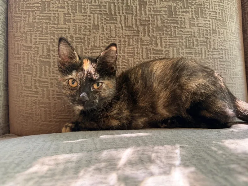 Diva