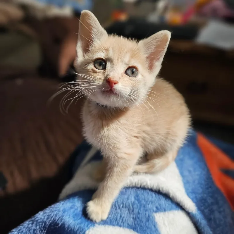 A baby small-sized female Orange / Red Domestic Short Hair cat named Rolly Blue for adoption in Fort Worth, TX