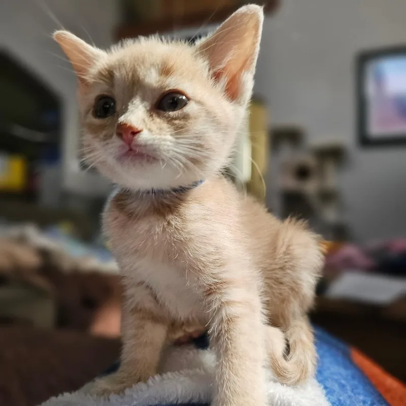 Rolly Blue thumbnail 2