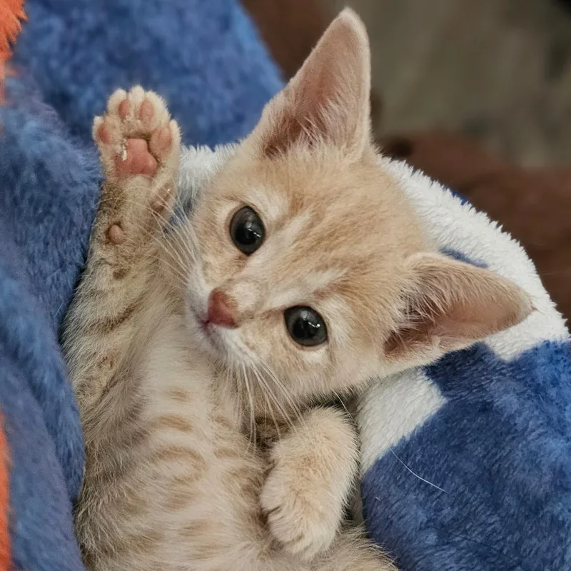 Rolly Blue thumbnail 3