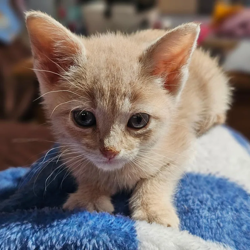 Rolly Blue thumbnail 4