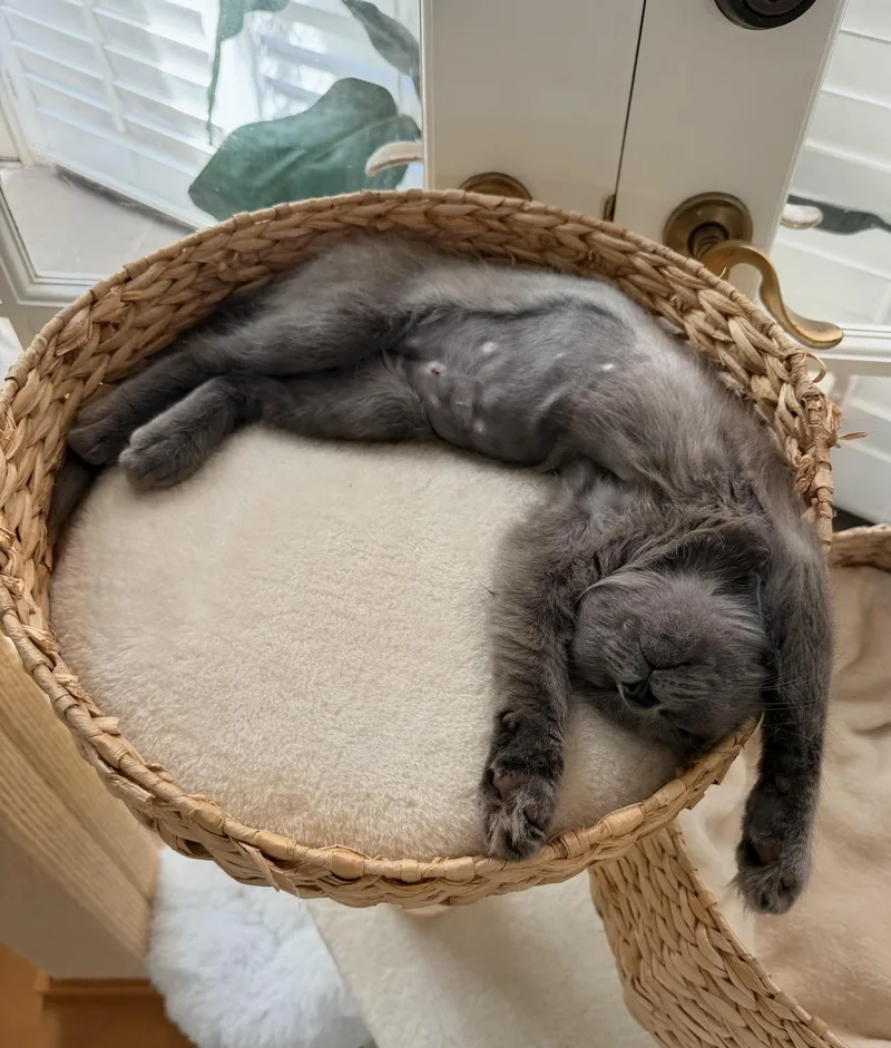 Fiona