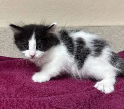 A young small-sized female Domestic Medium Hair cat named Sza for adoption in Phoenix, AZ
