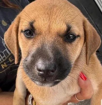 A baby small-sized female Labrador Retriever dog named Debra for adoption in Washington, DC