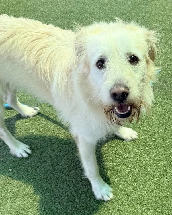 An adult medium-sized male Labradoodle dog named Winston for adoption in Canton, GA