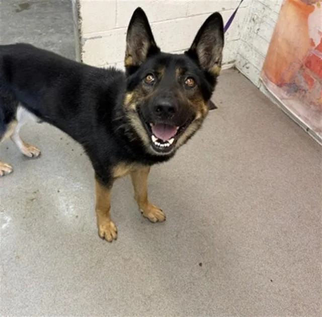 An adult large-sized male German Shepherd Dog dog named Oso for adoption in San Bernardino, CA