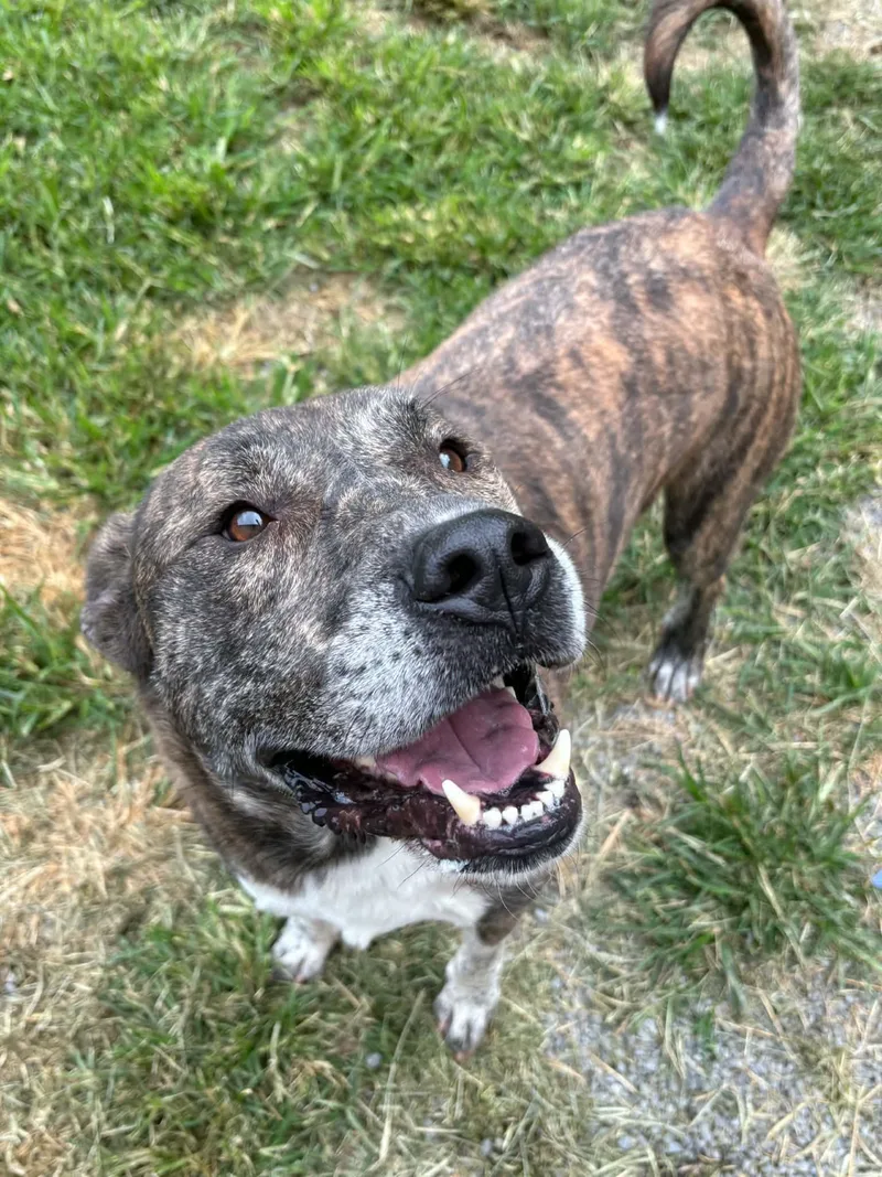 An adult large-sized male Pit Bull Terrier dog named Batman for adoption in Covington, VA