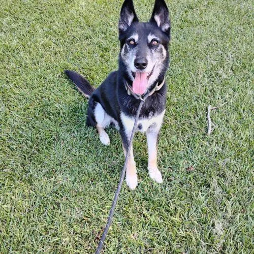 An adult large-sized male Bicolor German Shepherd Dog named Randolph for adoption in Raleigh, NC