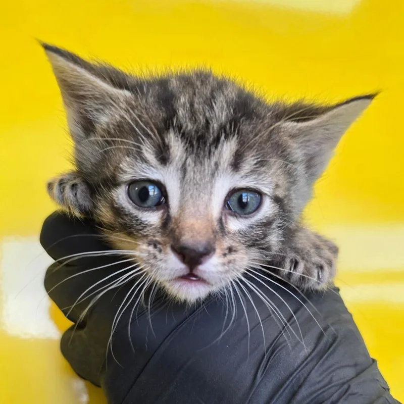 A baby small-sized male Brown / Chocolate Domestic Short Hair cat named Reef for adoption in Abilene, TX