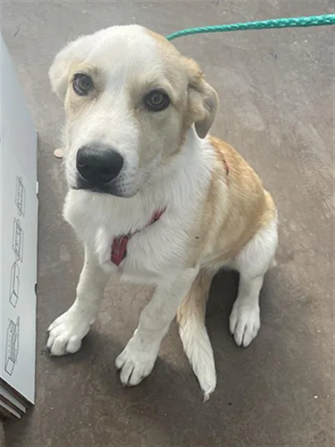 A baby large-sized male Mixed Breed dog named Benz for adoption in Dallas, TX