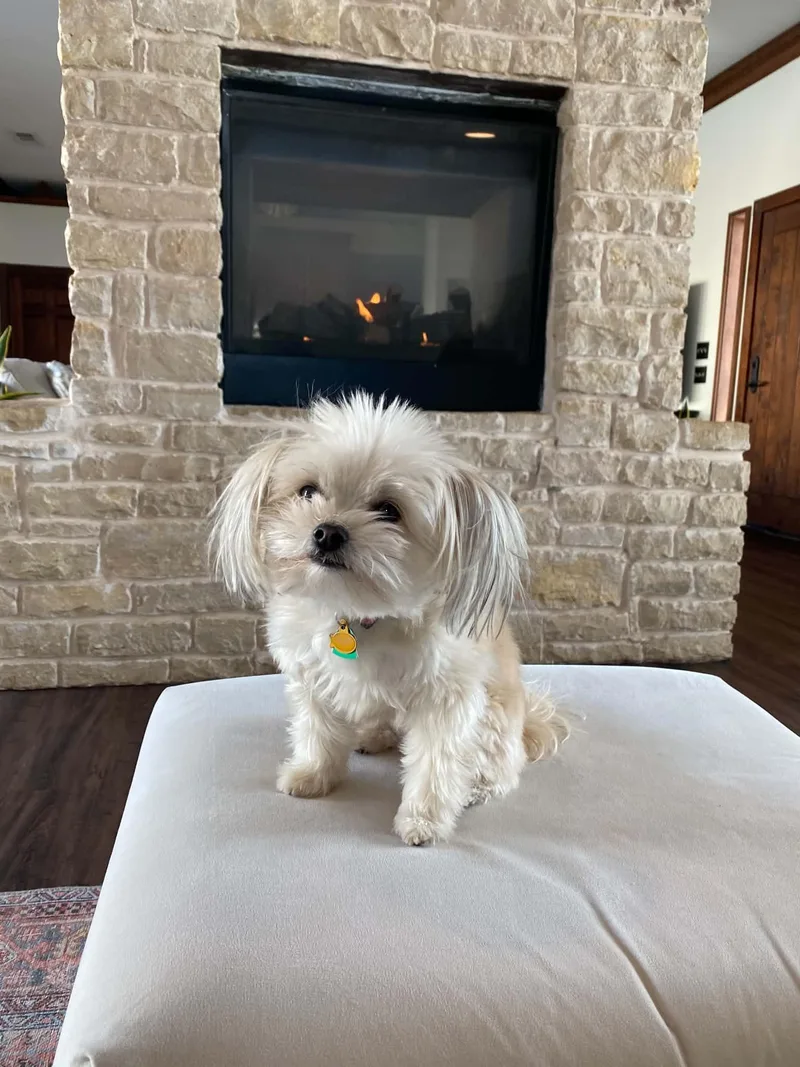 Gracie and Bernie thumbnail 2