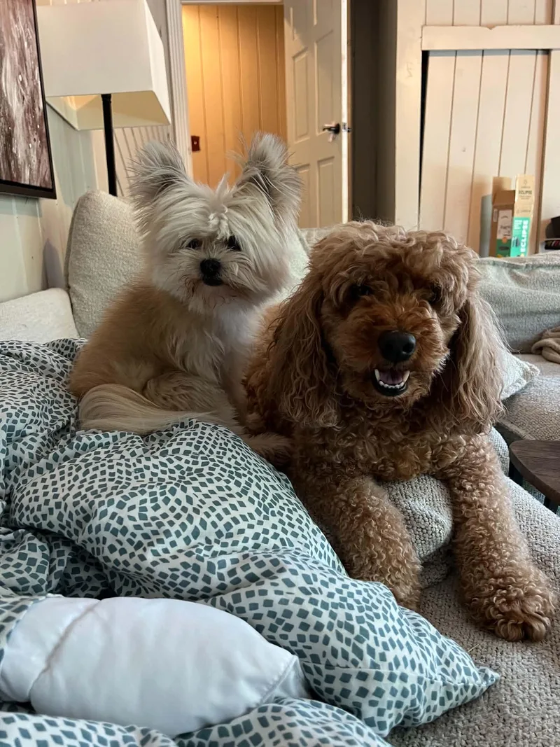 Gracie and Bernie thumbnail 3