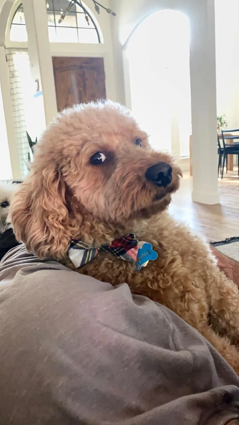 Gracie and Bernie thumbnail 4