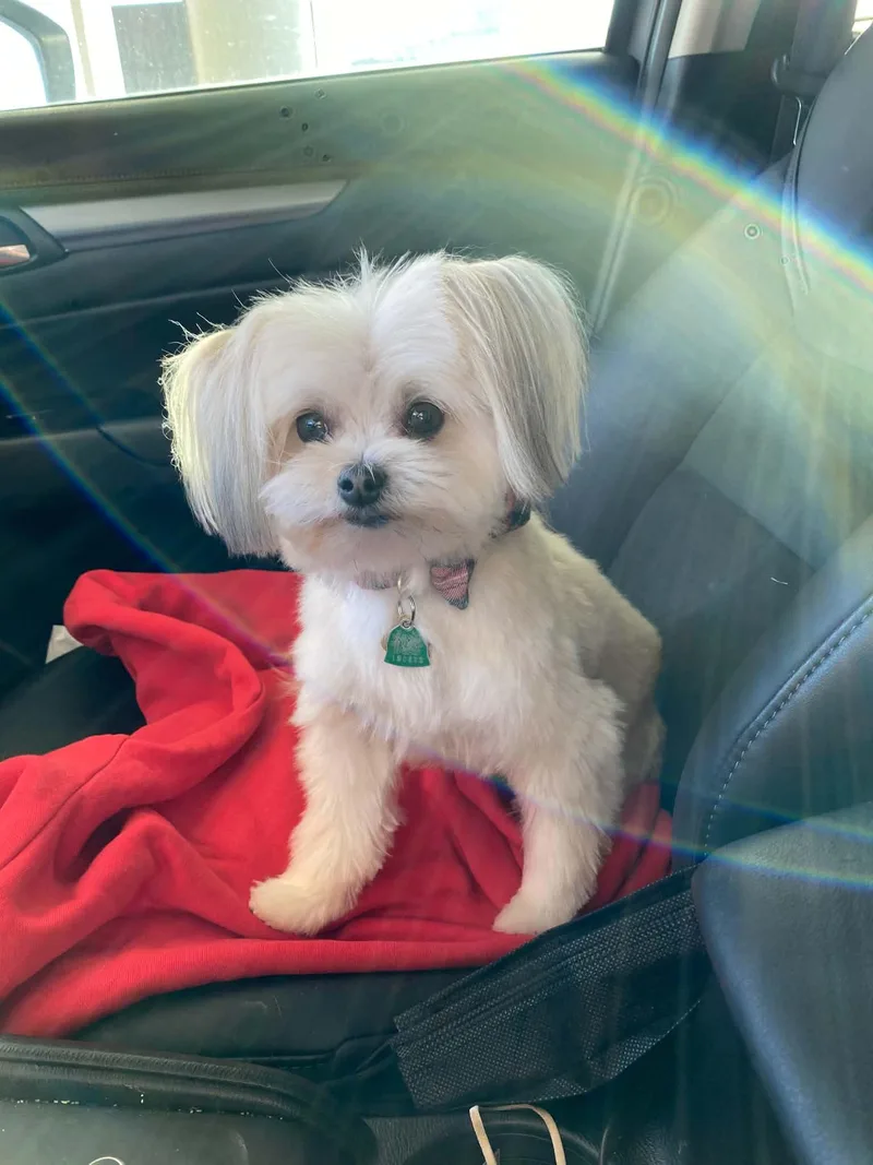Gracie and Bernie thumbnail 5