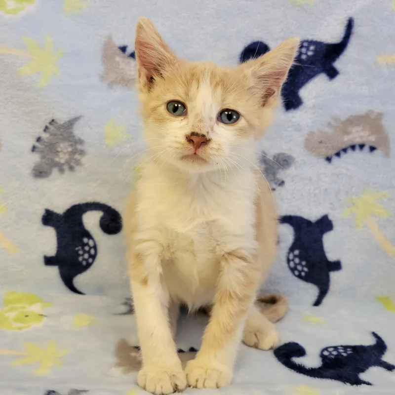 A young medium-sized male Buff / Tan / Fawn Domestic Short Hair cat named Pringles for adoption in ALPINE, TX