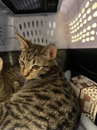 A baby small-sized male Domestic Short Hair cat named Ziggy for adoption in Honolulu, HI