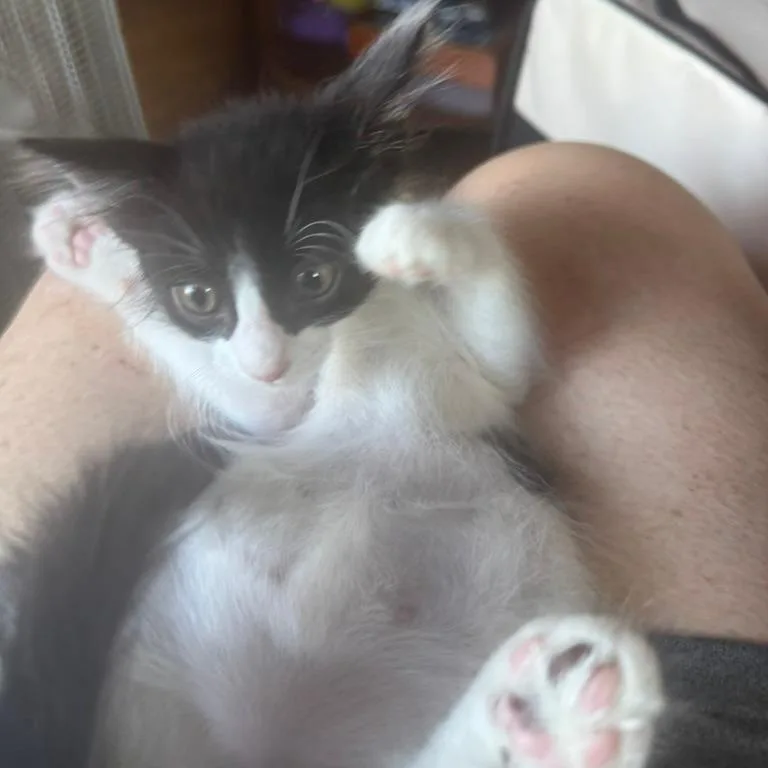 A baby small-sized male White Domestic Short Hair cat named Jaxson for adoption in Spokane, WA