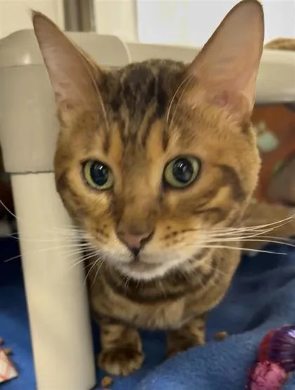Kovu