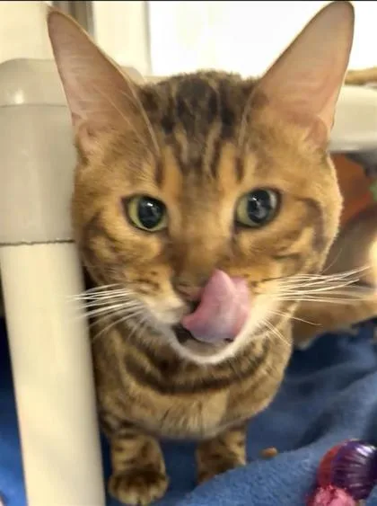 Kovu thumbnail 2