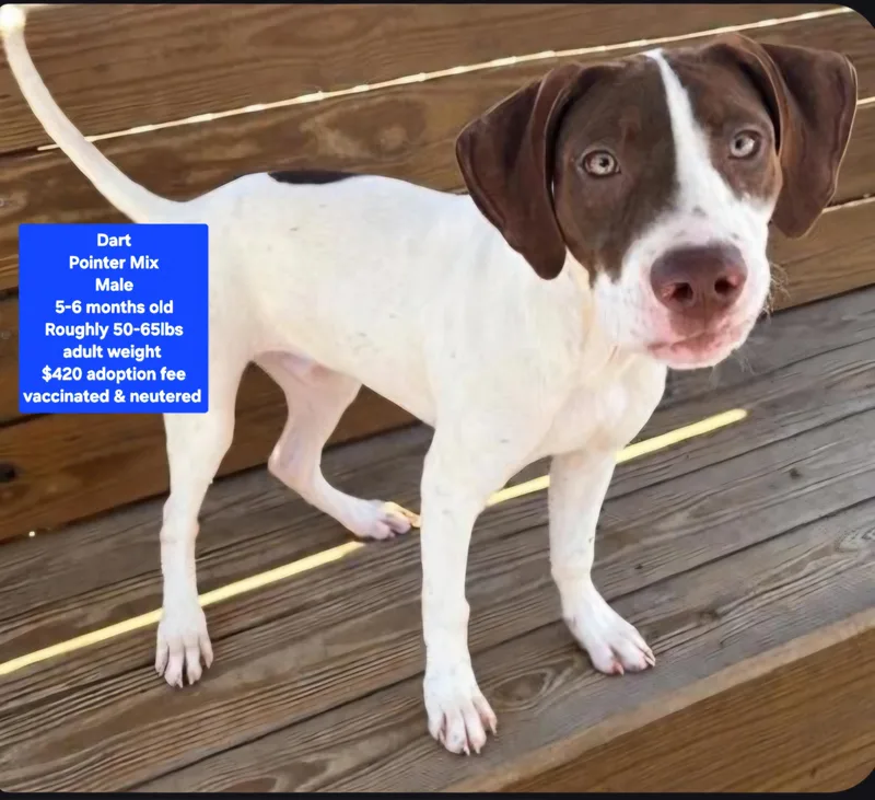 A young medium-sized male Pointer dog named Dart for adoption in Oviedo, FL