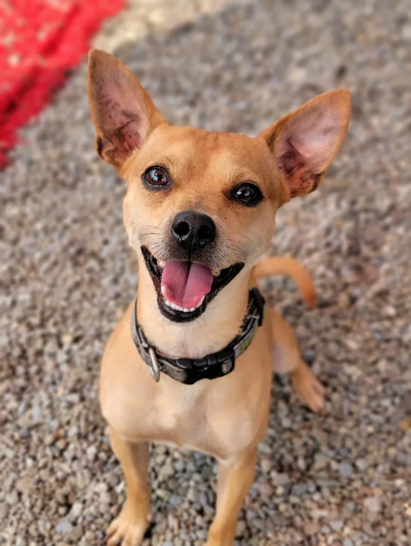 A young small-sized male Yellow / Tan / Blond / Fawn Chihuahua dog named Bruiser for adoption in Hornell, NY