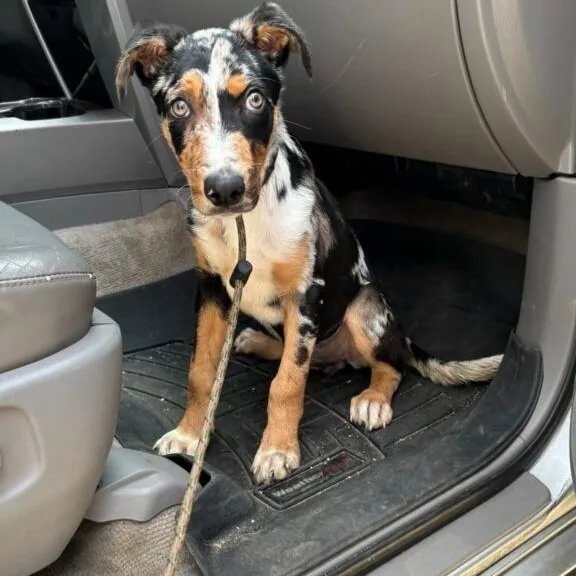 A baby small-sized male Tricolor (Brown, Black, & White) Australian Cattle Dog / Blue Heeler dog named Razzle Dazzle for adoption in Greenville, SC