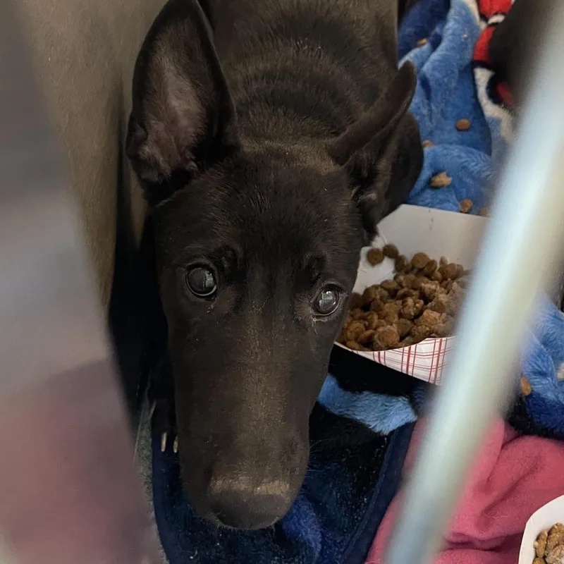 A baby medium-sized female Black German Shepherd Dog named Anka LEMONT HOARDING HOUSE for adoption in Palatine, IL