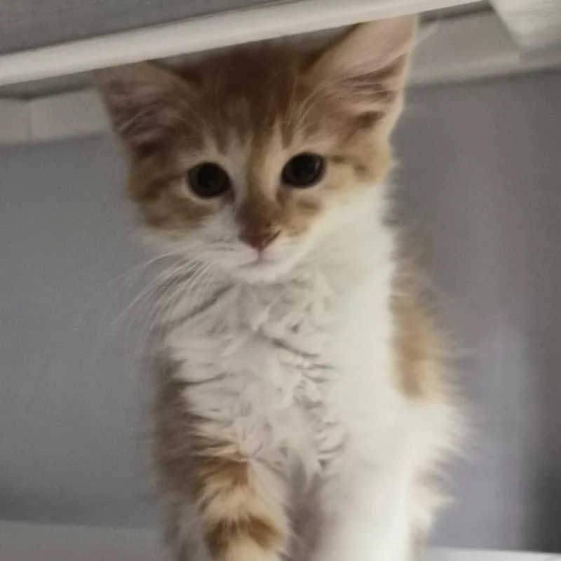 A baby small-sized male Orange / Red Domestic Short Hair cat named Micah for adoption in Las Cruces, NM