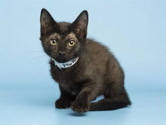 A baby small-sized male Domestic Short Hair cat named Apollo for adoption in Phoenix, AZ
