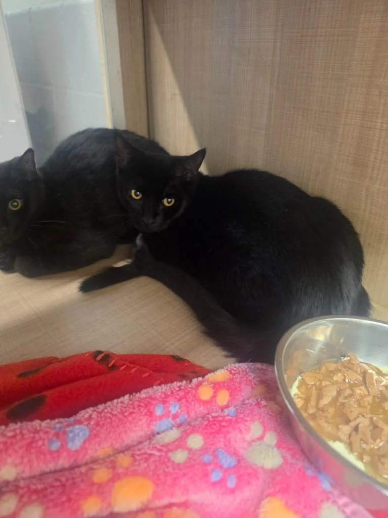 A baby medium-sized male Domestic Short Hair cat named Mittens for adoption in Bossier City, LA