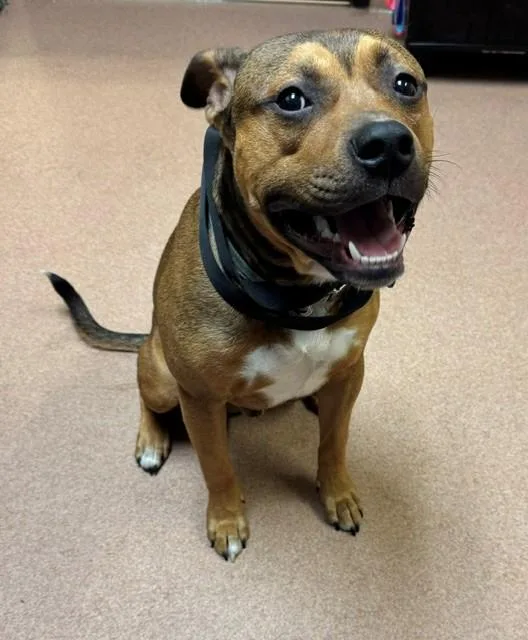 A young large-sized male Pit Bull Terrier dog named Scooby for adoption in Cookeville, TN