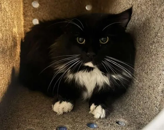 An adult medium-sized male Domestic Long Hair cat named Rotini for adoption in Anchorage, AK