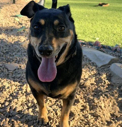 An adult medium-sized male Australian Shepherd dog named Bobo for adoption in Henderson, NV