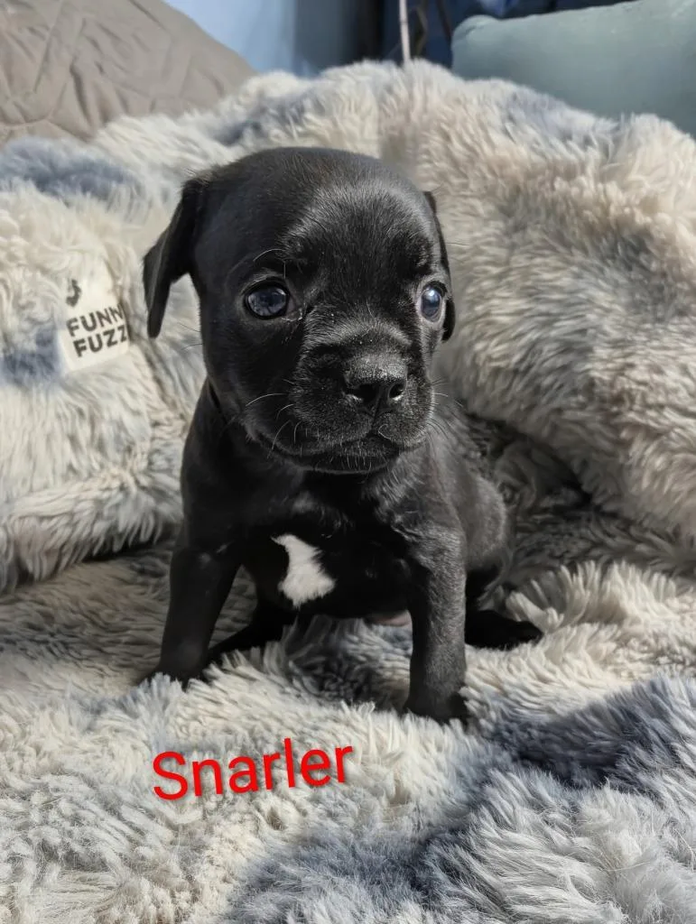 Snarler
