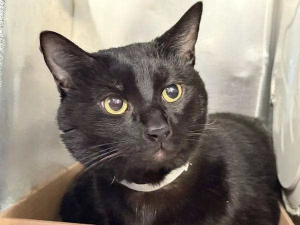 An adult medium-sized male Domestic Short Hair cat named Matlow Mint for adoption in New York, NY
